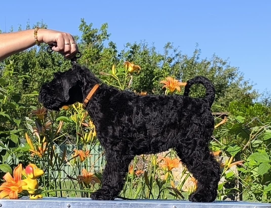 Badacsonyalja Daire Blue Pride Kerry Blue Terrier kan kölyök
