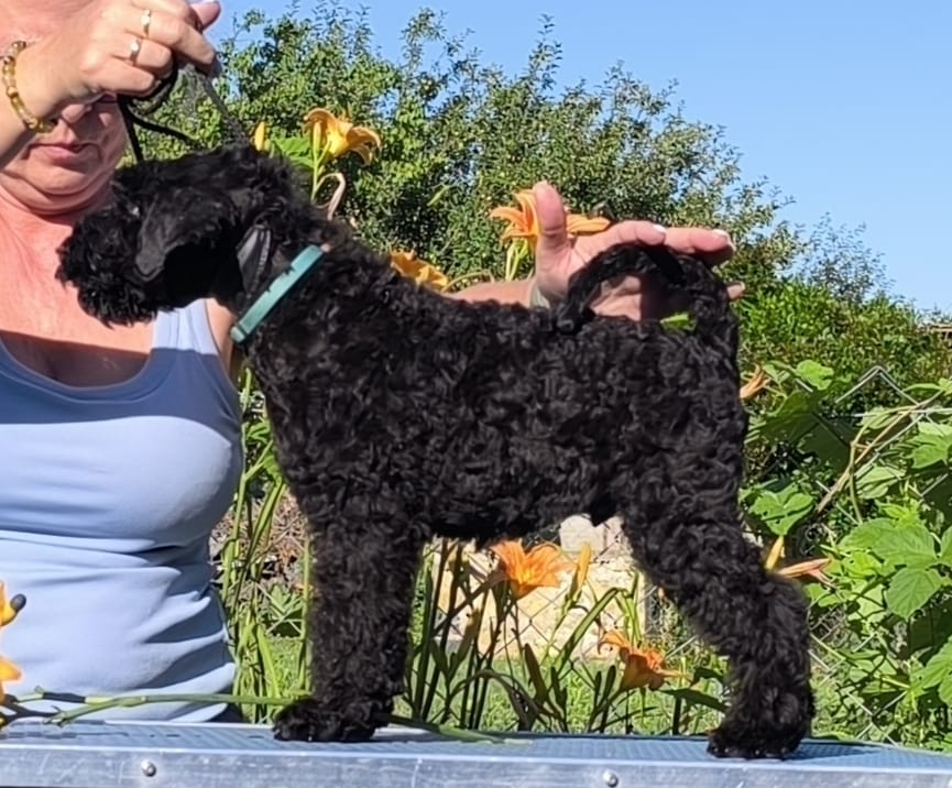 Badacsonyalja Dorian Blue Prince Kerry Blue Terrier kan kölyök