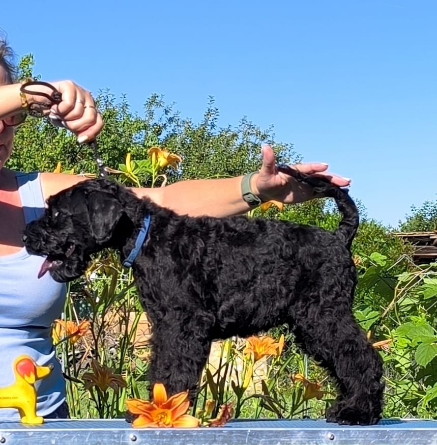 Badacsonyalja Dream Blue Legend Kerry Blue Terrier kan kölyök