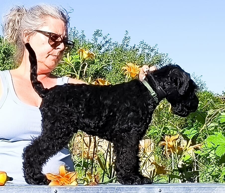 Badacsonyalja Deep Blue Spirit Kerry Blue Terrier kan kölyök
