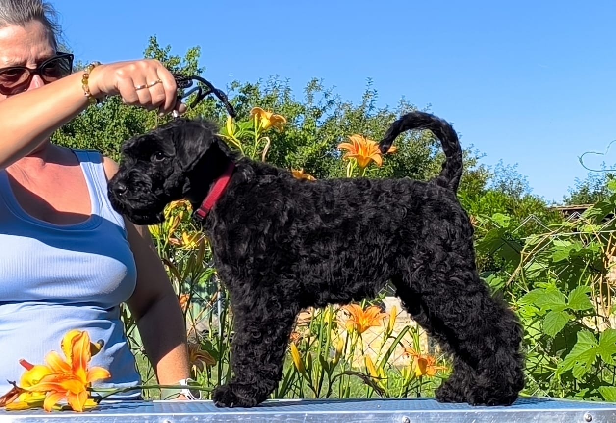 Badacsonyalja Dara Blue Pearl Kerry Blue Terrier szuka kölyök