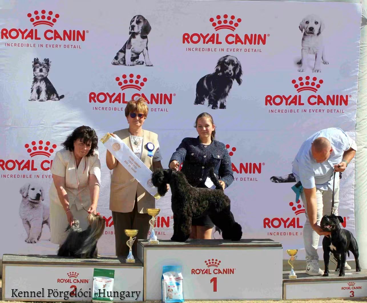 Badacsonyalja Cara Blue Mist Kerry Blue Terrier